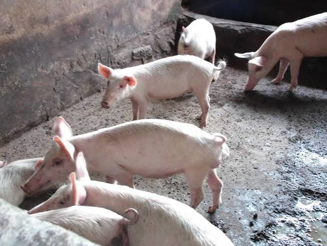 Breeding Stock (Gilts & Boars) 1