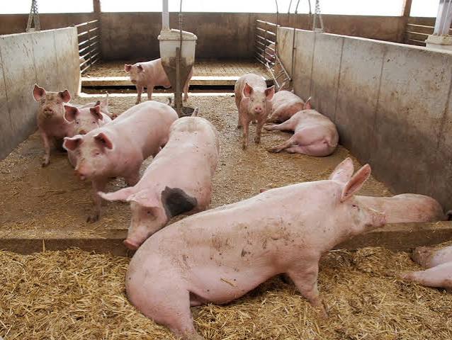 Fattened Market Pigs 1