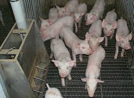 Weaners & Piglets 1